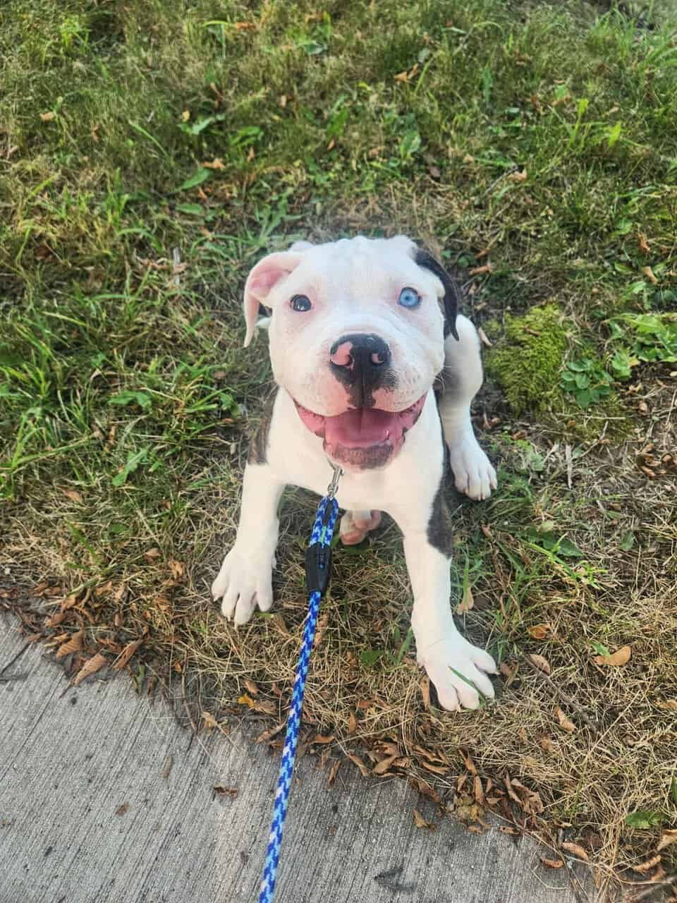 American Bulldog puppy image 1