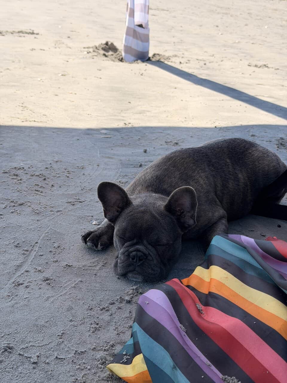 16 Week Old PROFESSIONALLY TRAINED French Bulldog image 5