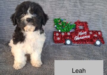 Leah the Cavachon