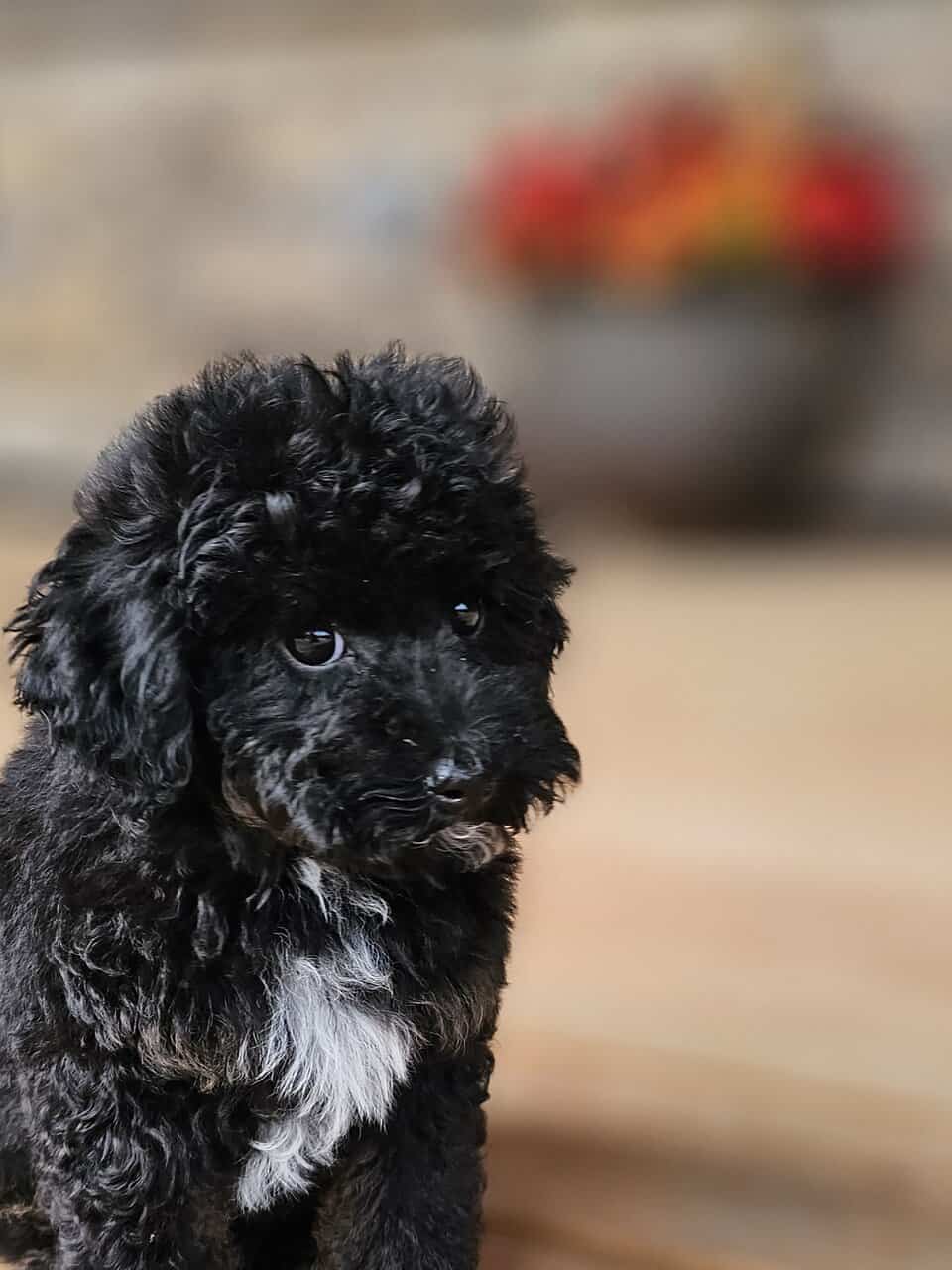 Mini Multigen Goldendoodle Puppy- Male image 5