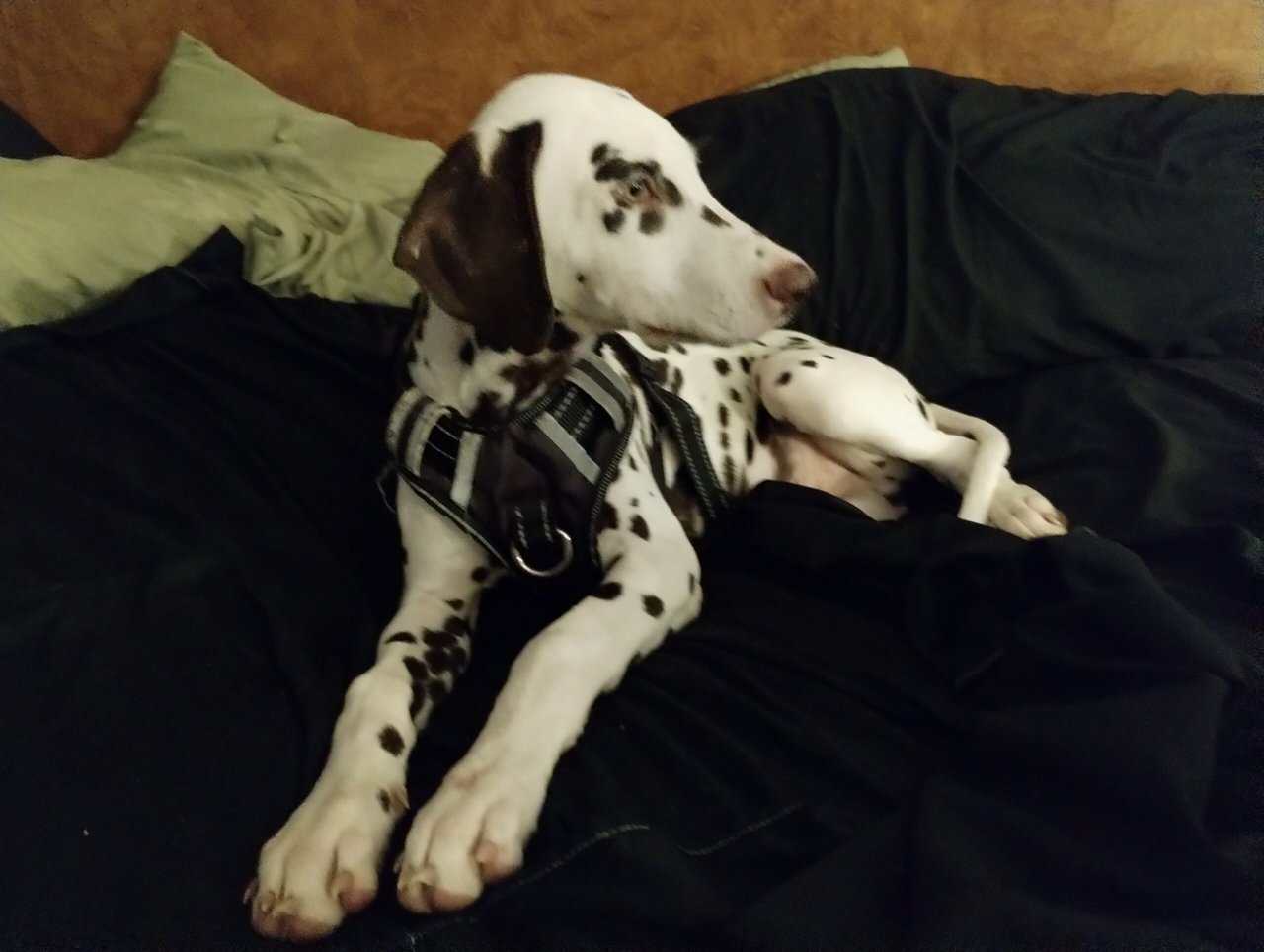 Beautiful brown 5 month old Dalmatian image 3
