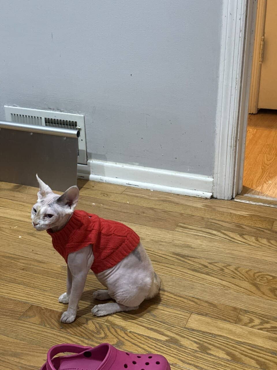 Sphynx Cat image 2