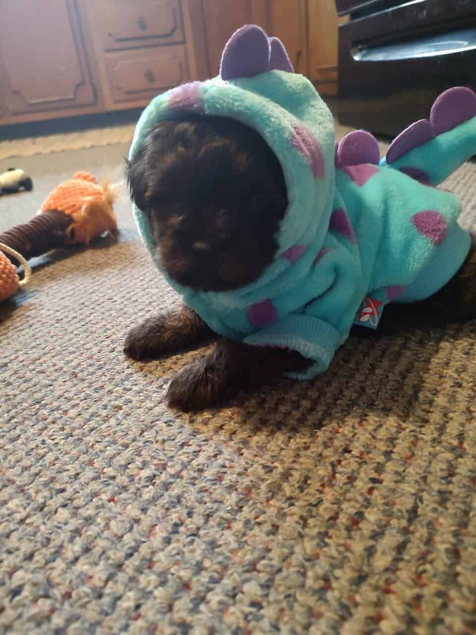 Pomapoo puppies image 2