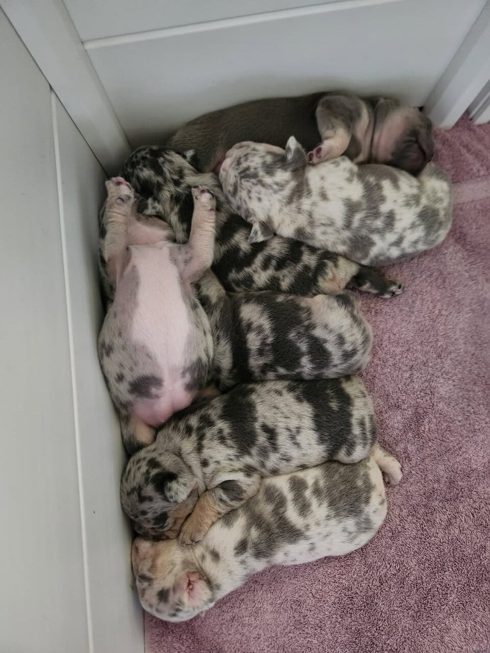 French Bulldog Puppies image 1