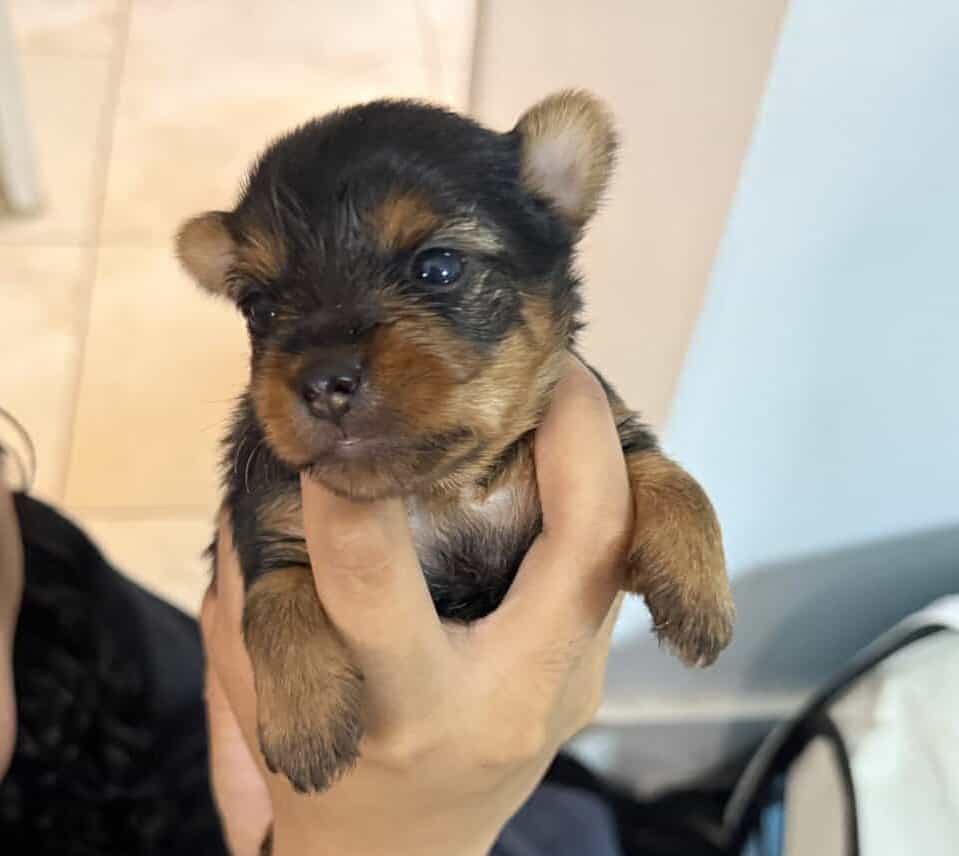 Yorkie image 1