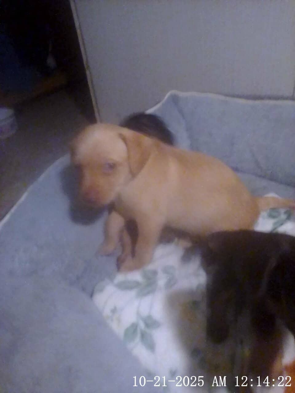 5 week old chiweenies image 4