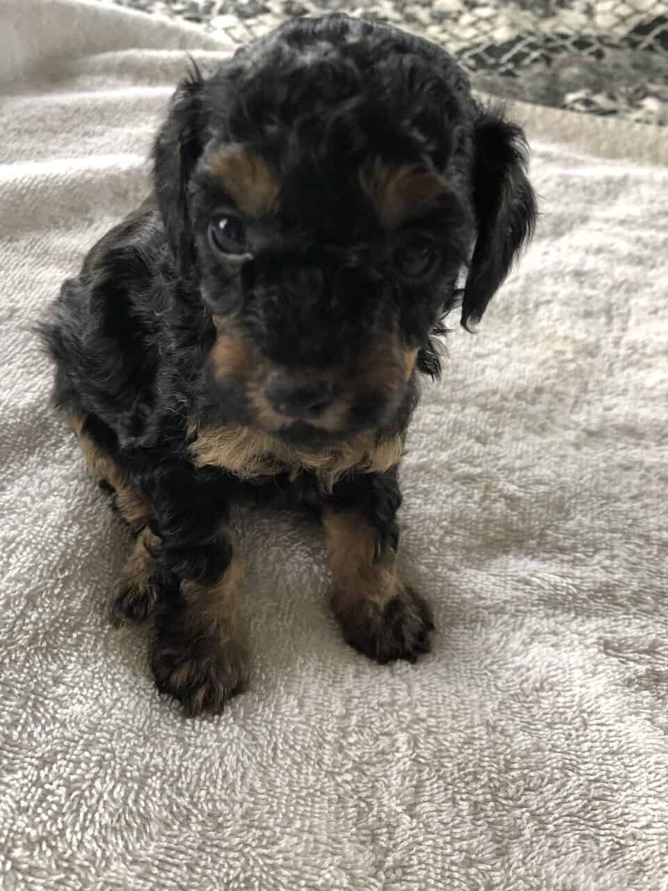 Toy poodle puppies image 6