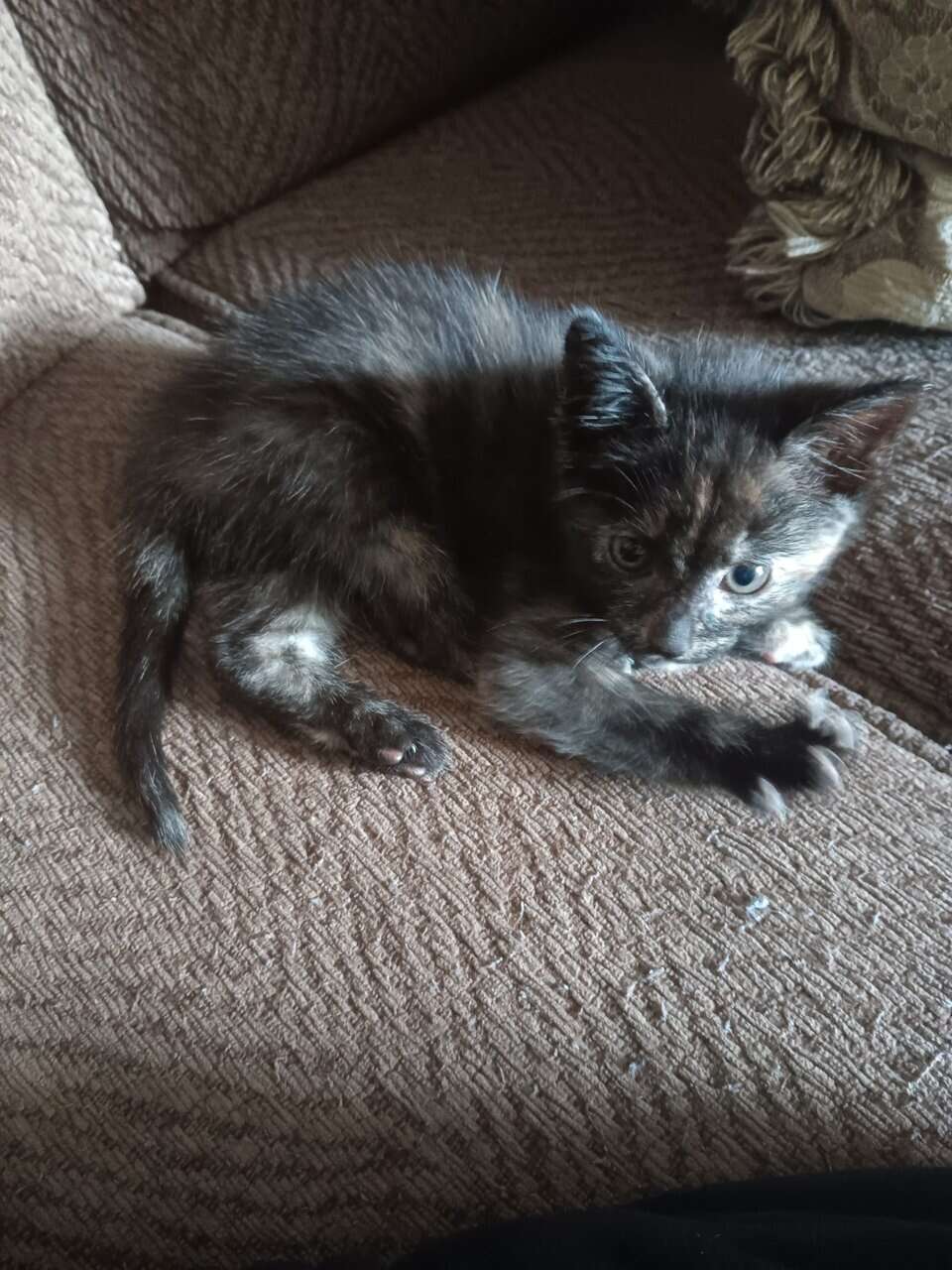 Kitten for sale image 1
