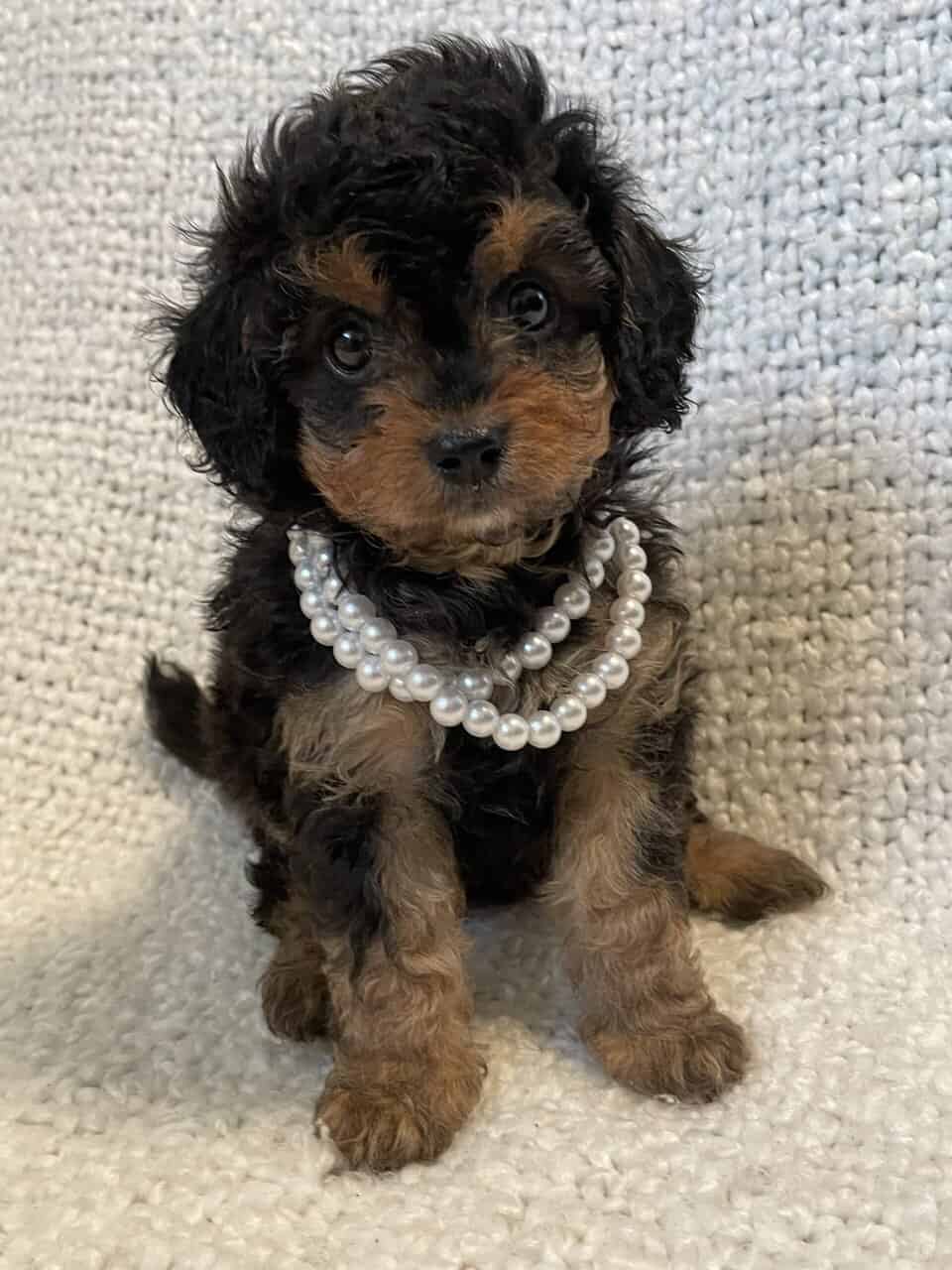 Cavapoo puppies image 11