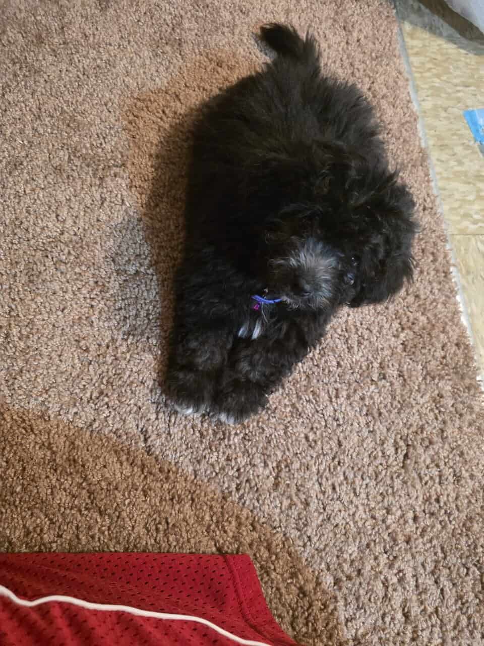 Toy poodle image 2