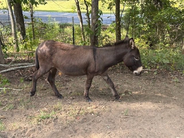Miniature Donkey, jack, 4 yr old image 1