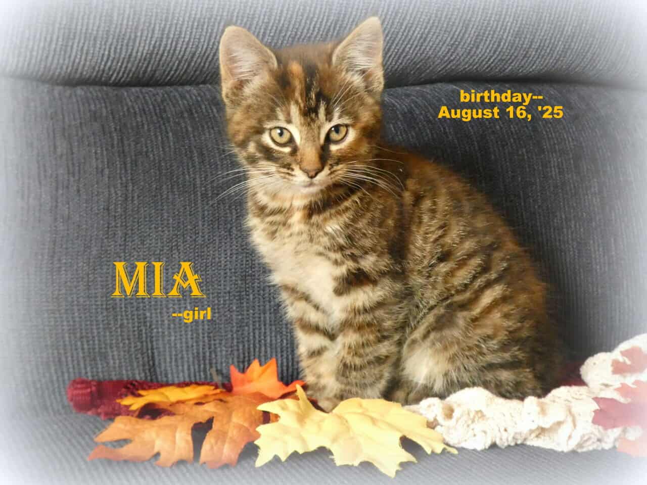 Medium-long haired kitten. image 1