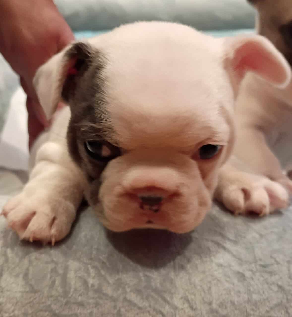 Gorgeous French Bulldog Puppies image 4