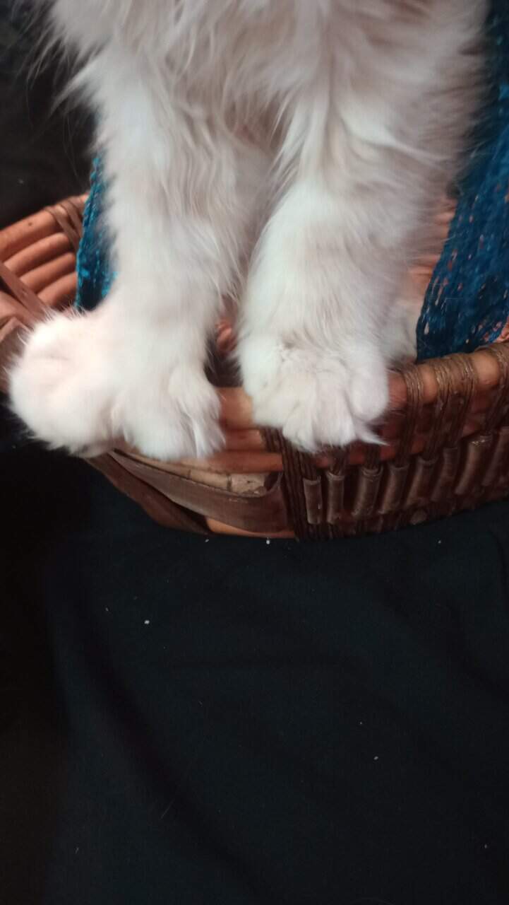 Big Bold Maine Coon Kittens image 2