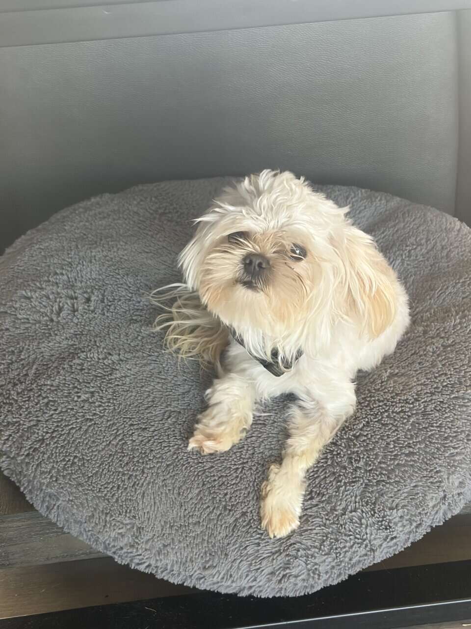 Small Shih Tzu image 3