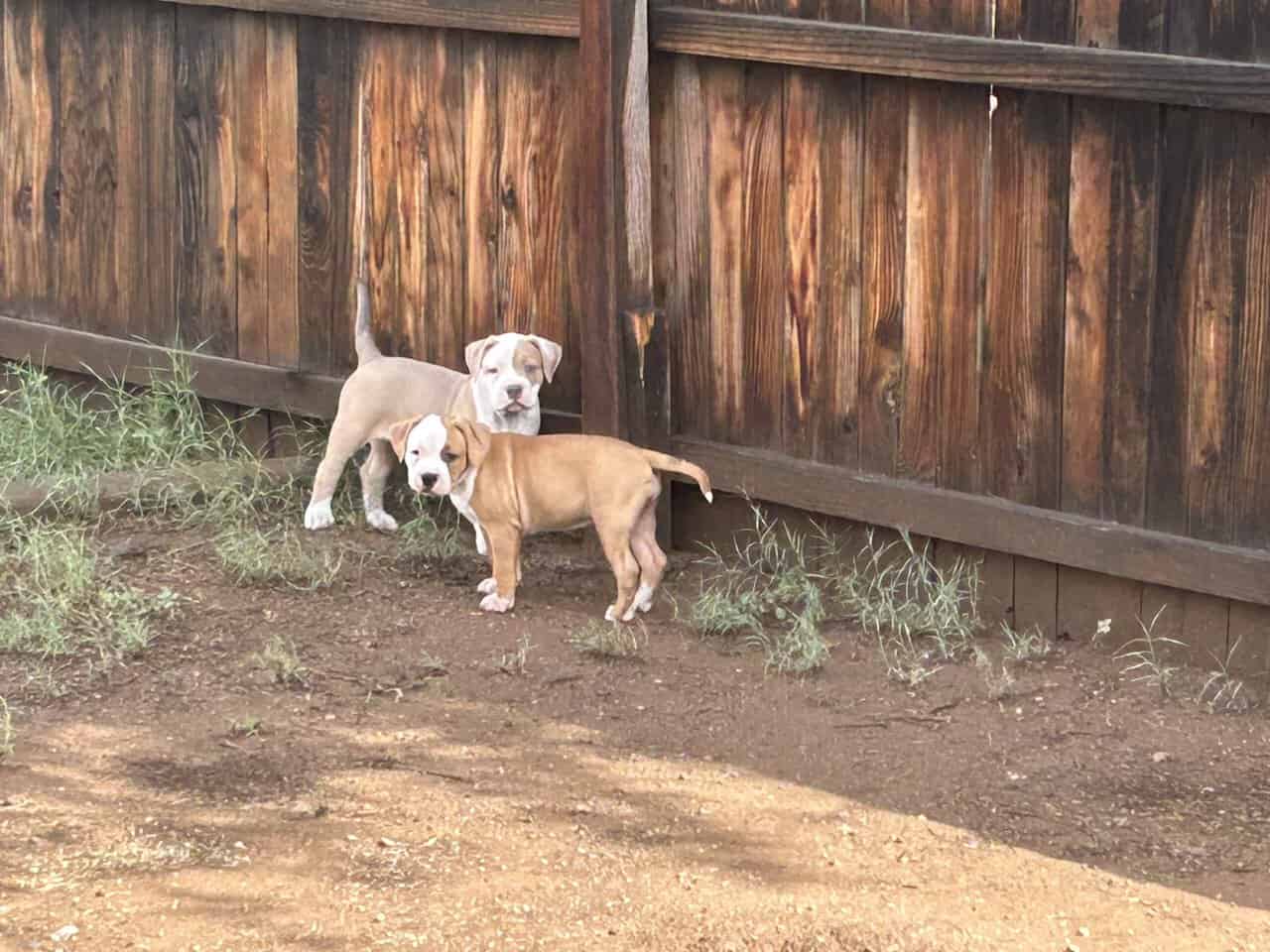 American bully pitbull puppies image 4