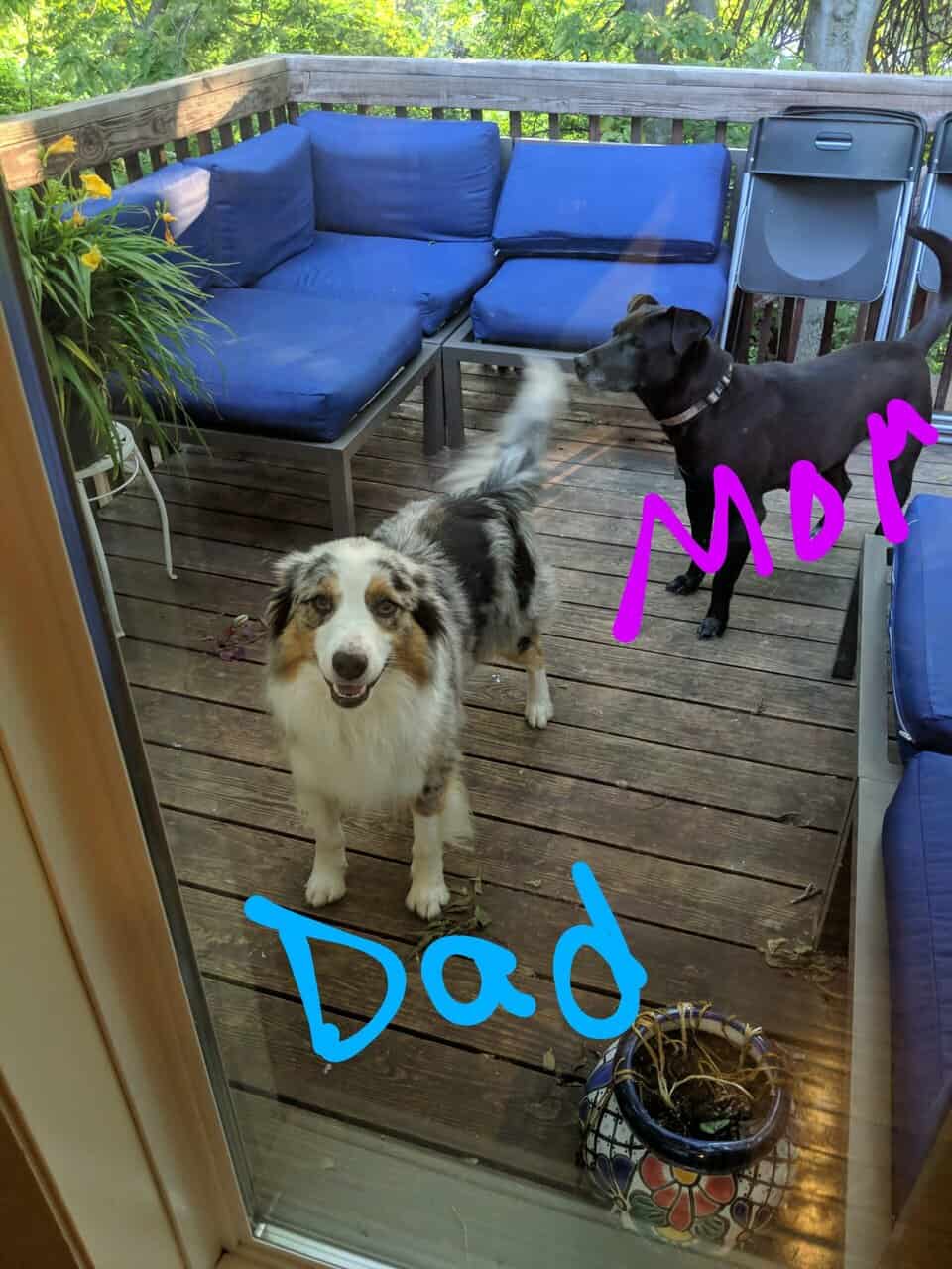 Aussie Lab pups need good home image 3