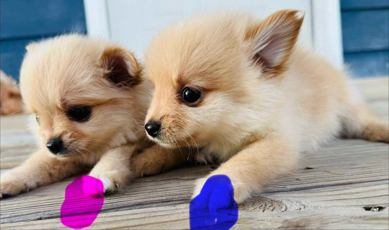 Pomeranian female image 9