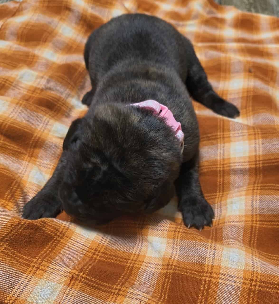 English Mastiff Puppies image 1
