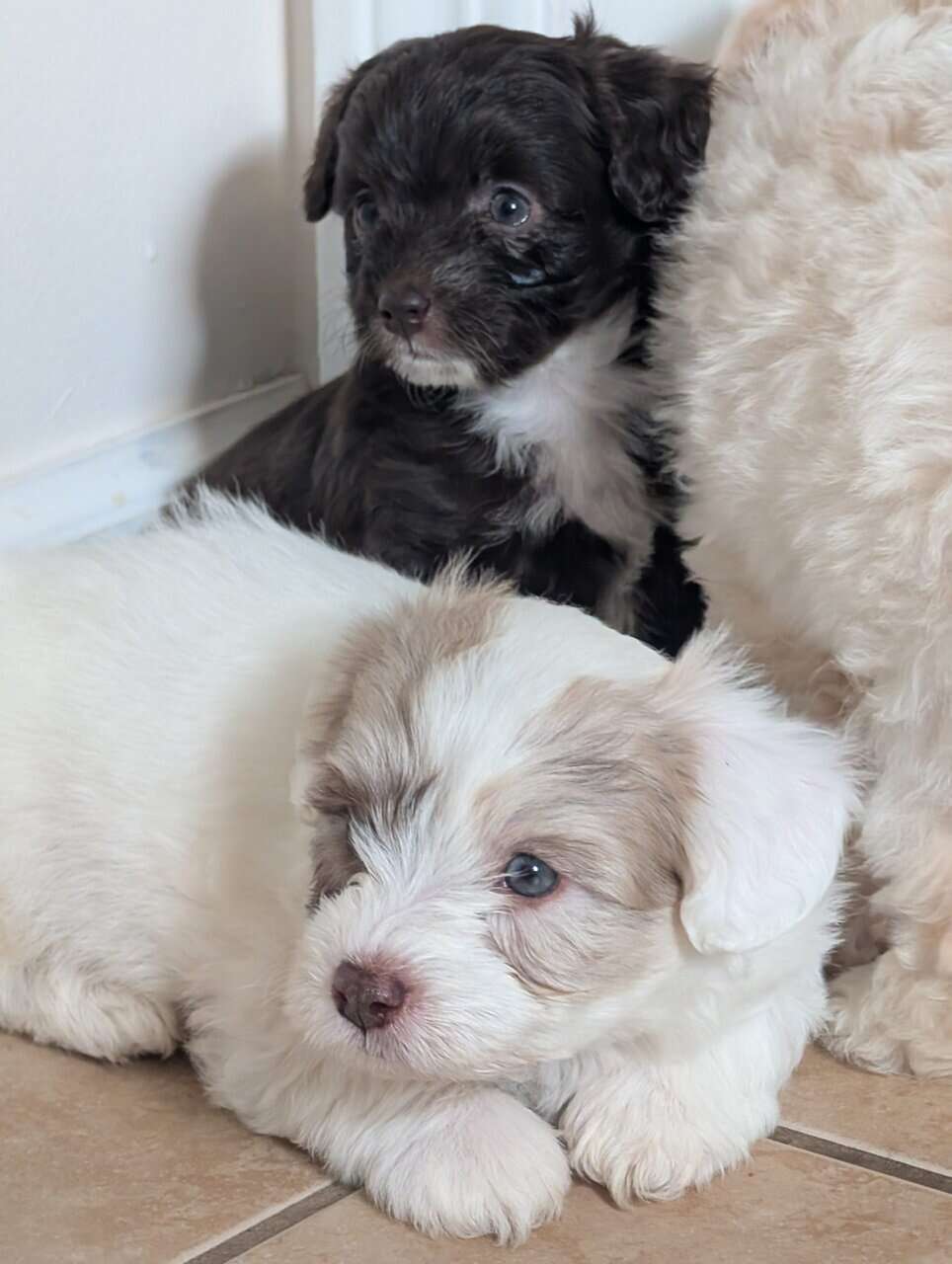 Miniature Aussiedoodles image 2