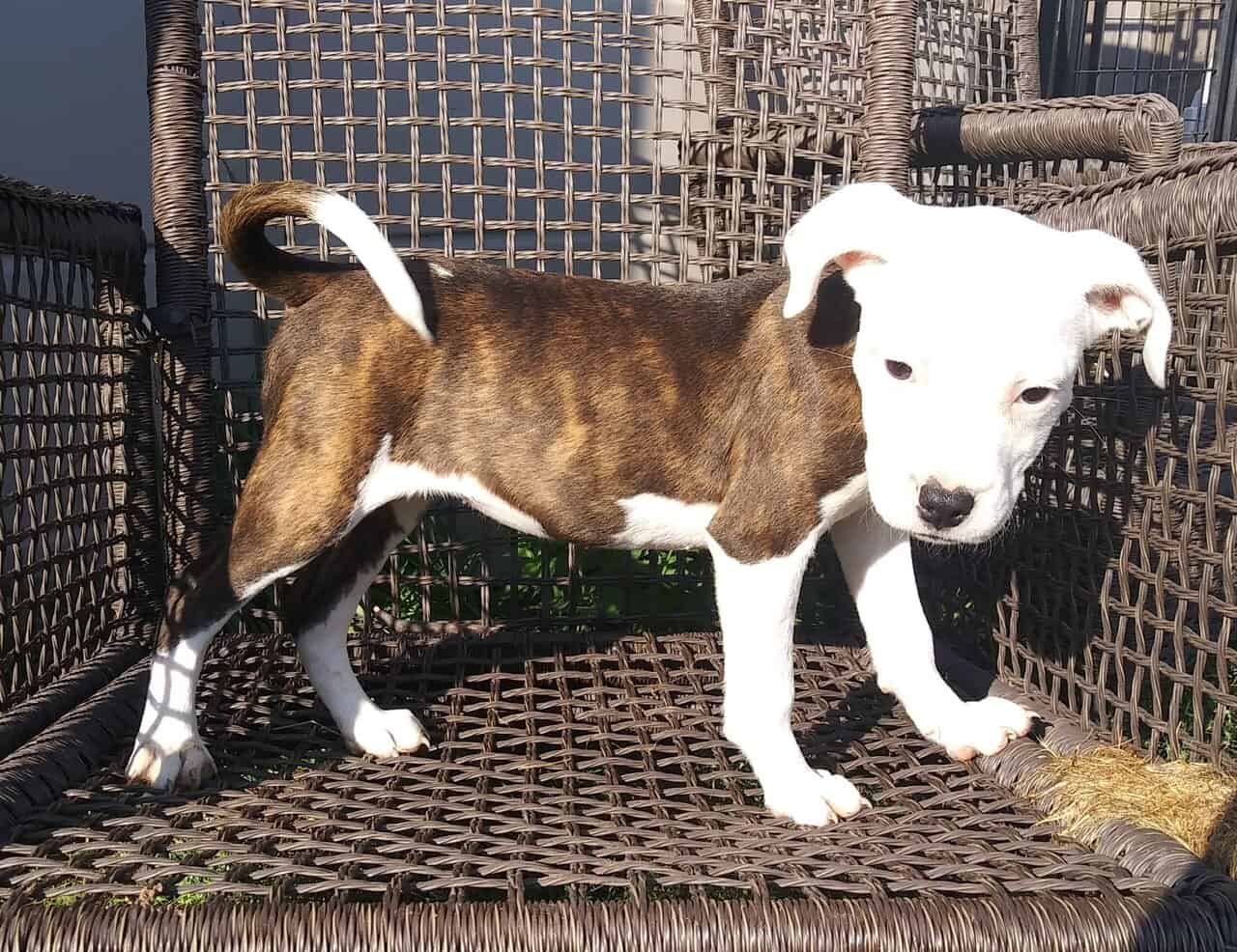 Pitbull puppies for sale. Ice blue eyes, Merles image 7