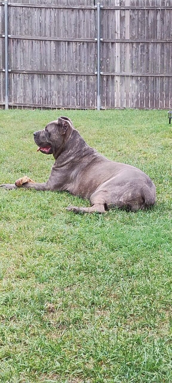 Cane Corso image 4
