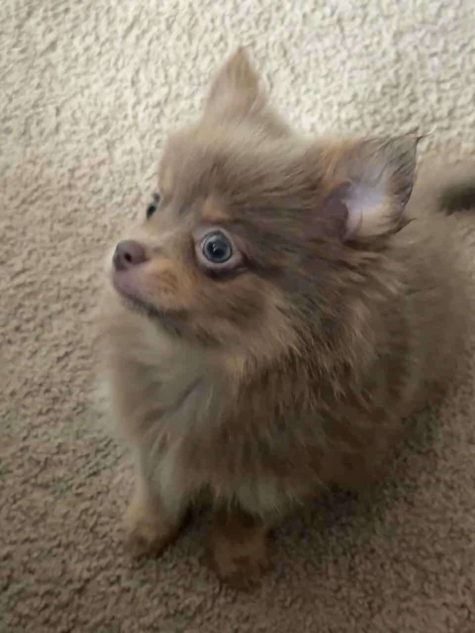 Only one pup left! image 5