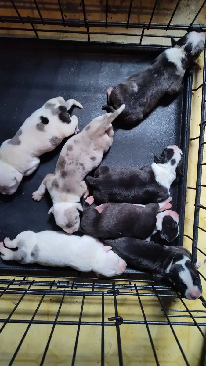 Exotic Pitbull/American Bully image 9
