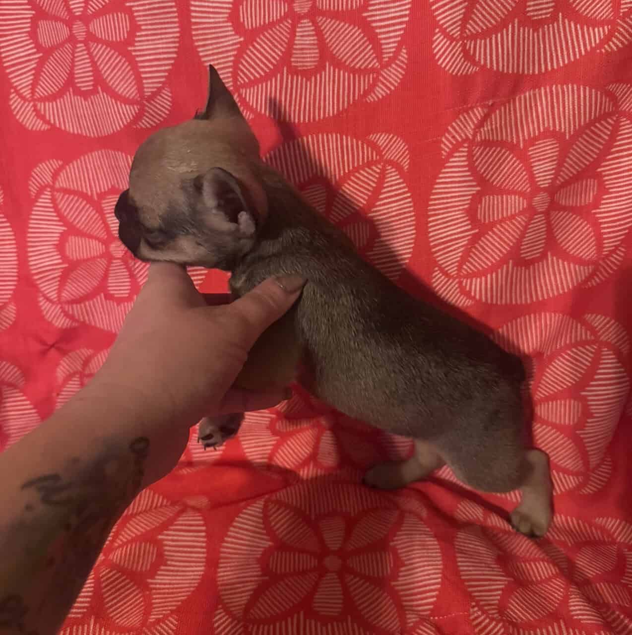 French bulldog puppies akc image 5