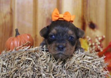 CKC Yorkipoo Biscotti