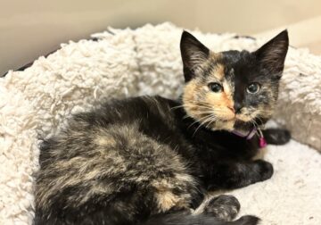 12 Week Old Female Tort Kitten