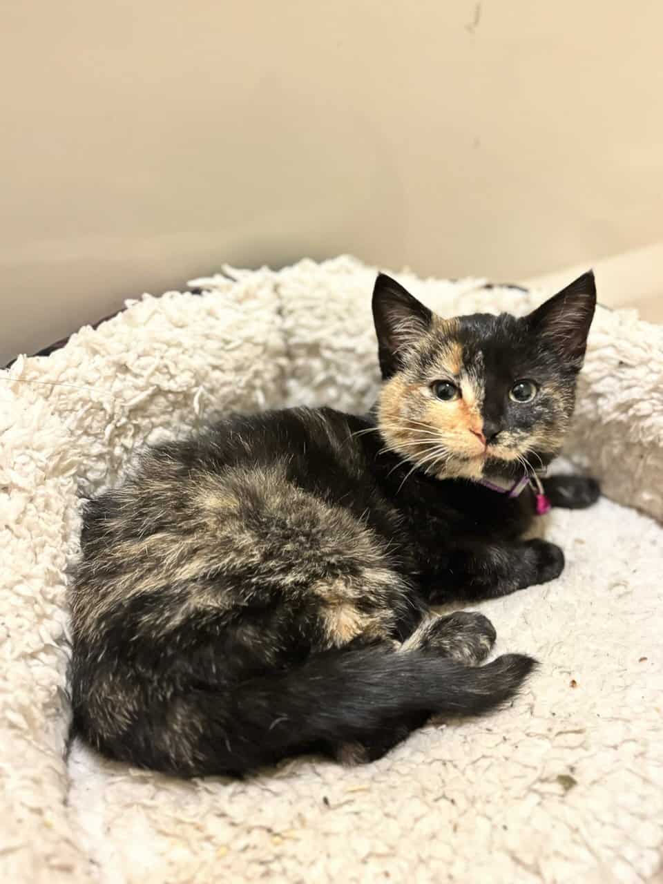 12 Week Old Female Tort Kitten image 1