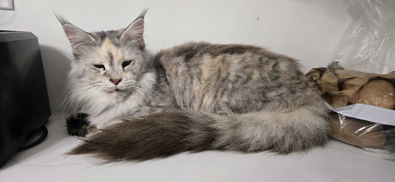 Mainecoon image 1