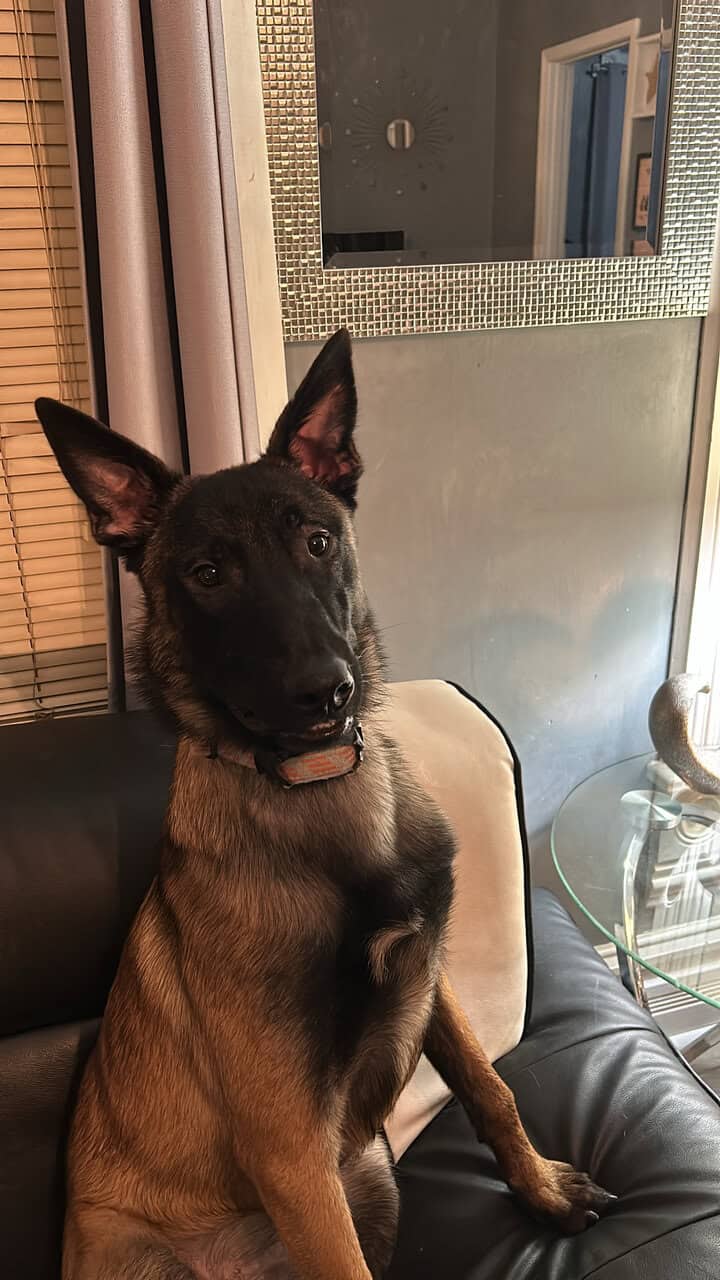 Belgian Malinois image 6