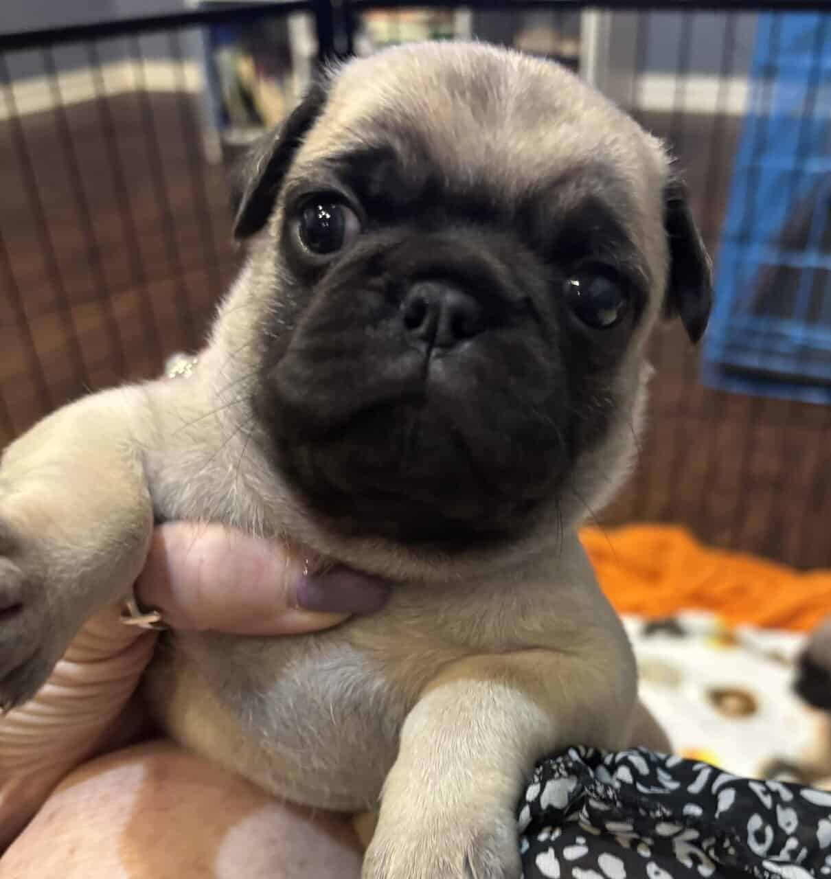 Fawn Pug Puppies image 2