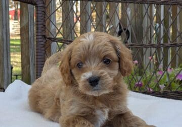 Reese (male Cockapoo)