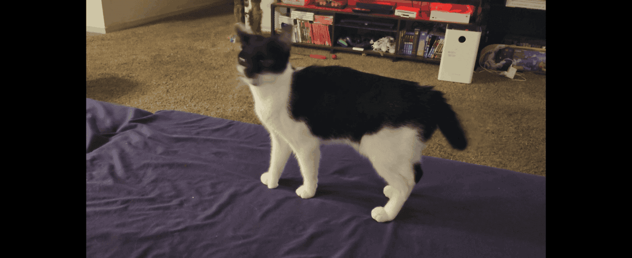 Black and White Polydactyl Kitten image 1
