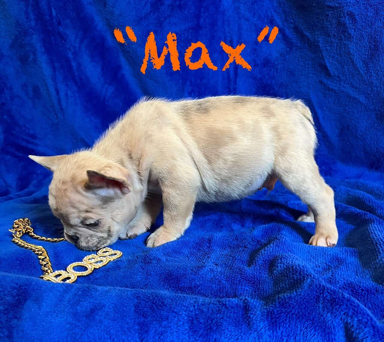 Male Frenchie Puppy * Ukraine Lineage* - Max image 5