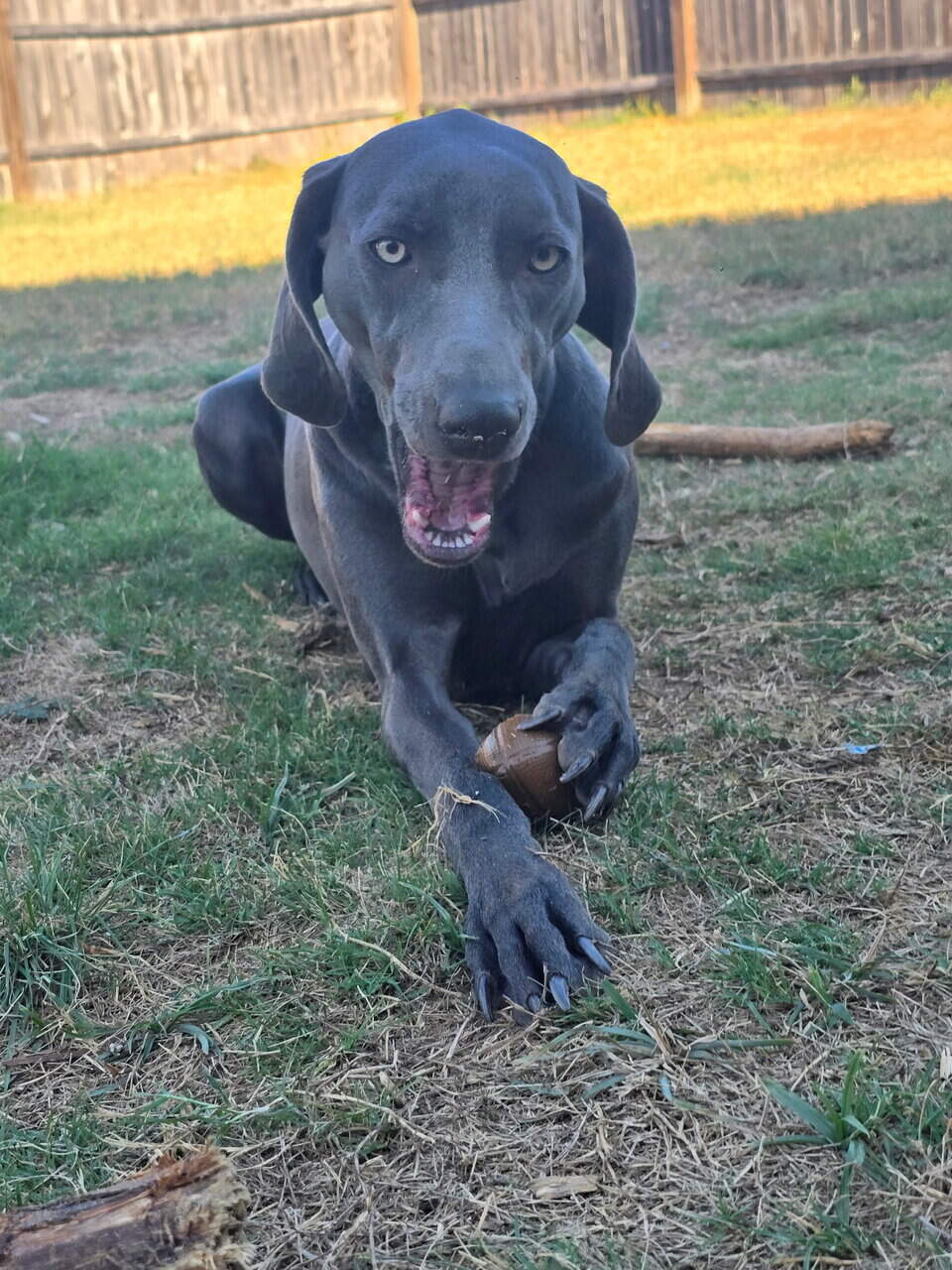 Female Blue Weimaraner image 2