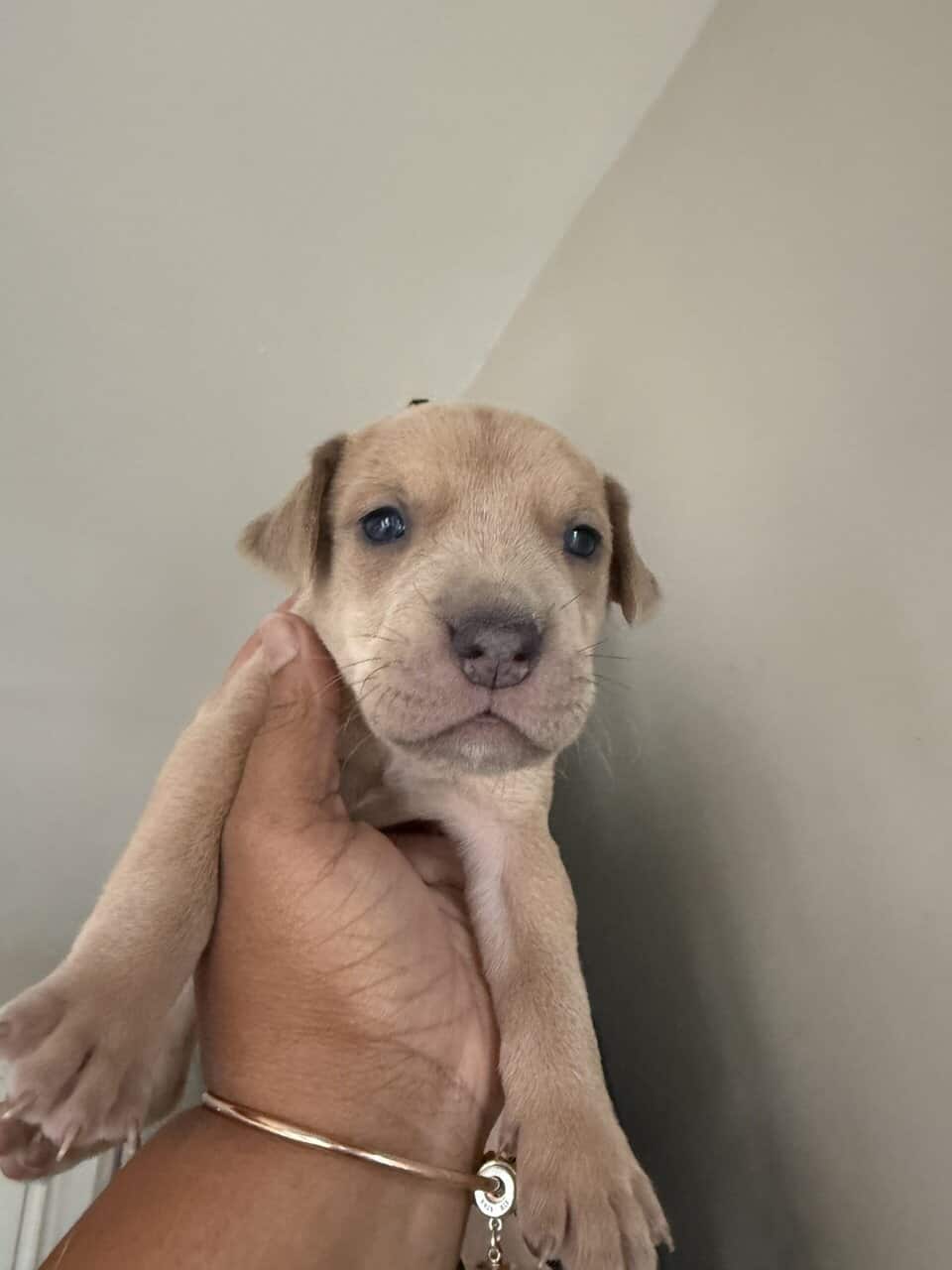 Puppies looking for new home (Males) image 9
