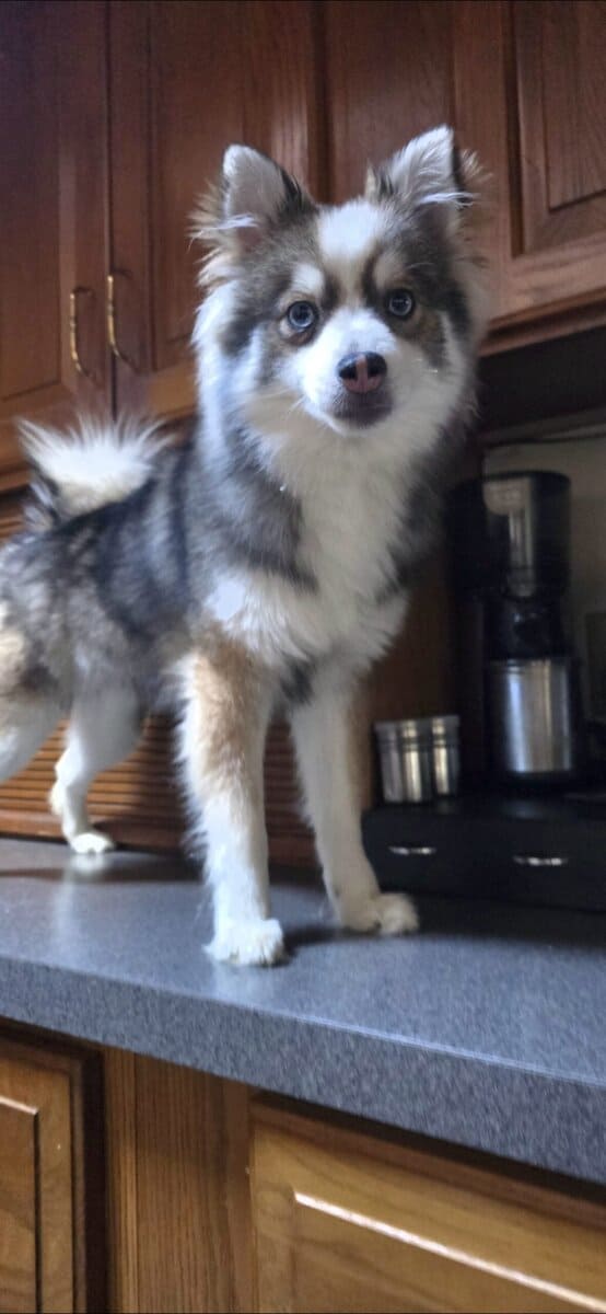 💙 Pomsky Lovers — Rare Opportunity, Unbeatable Pr image 6