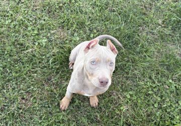 ABKC Lilac Tri Pocket Bully