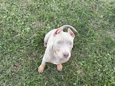 ABKC Lilac Tri Pocket Bully