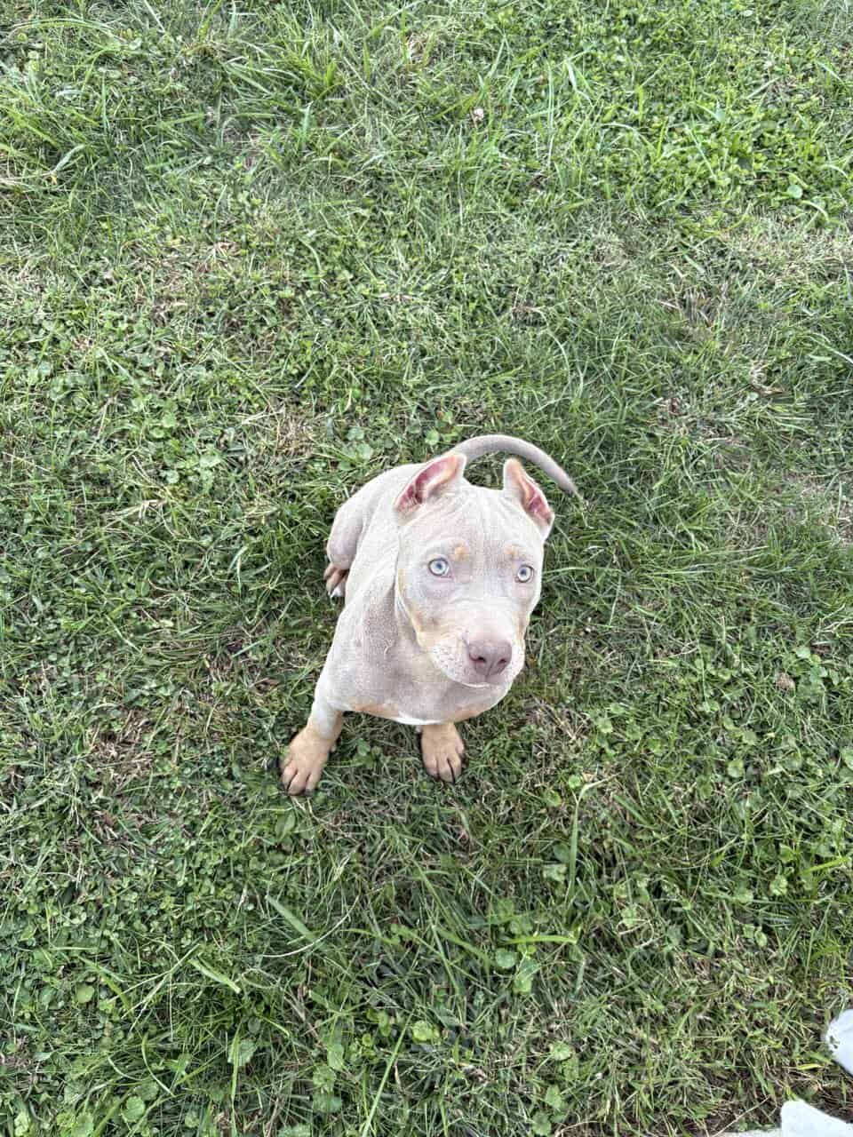 ABKC Lilac Tri Pocket Bully image 1