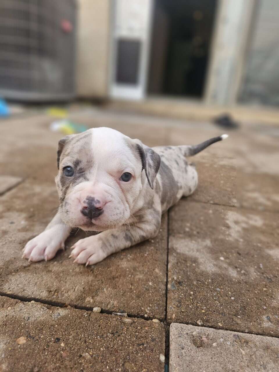 Tri merle French Bulldog/American bulldog image 1