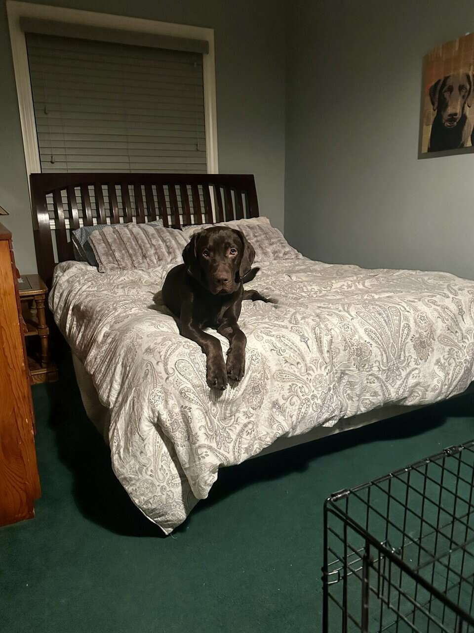 Chocolate Labrador AKC image 1