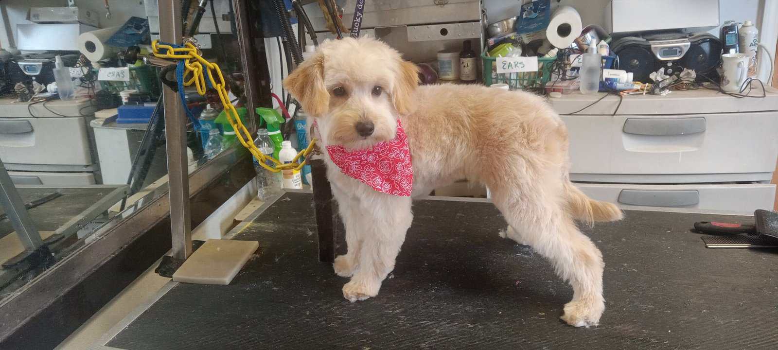 Minidoodle puppys image 3