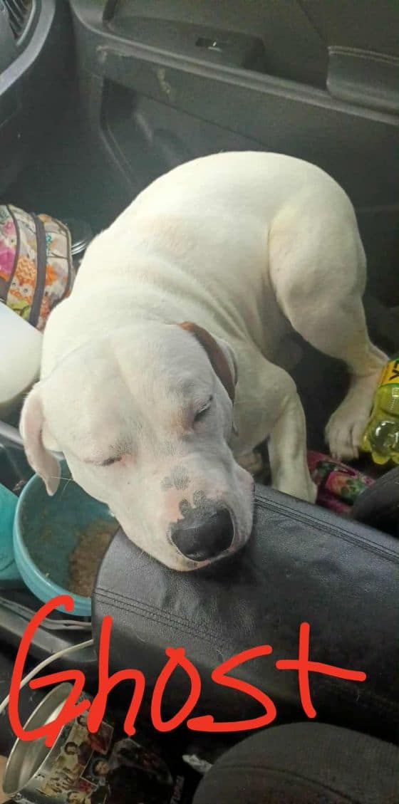 Free dogs image 1