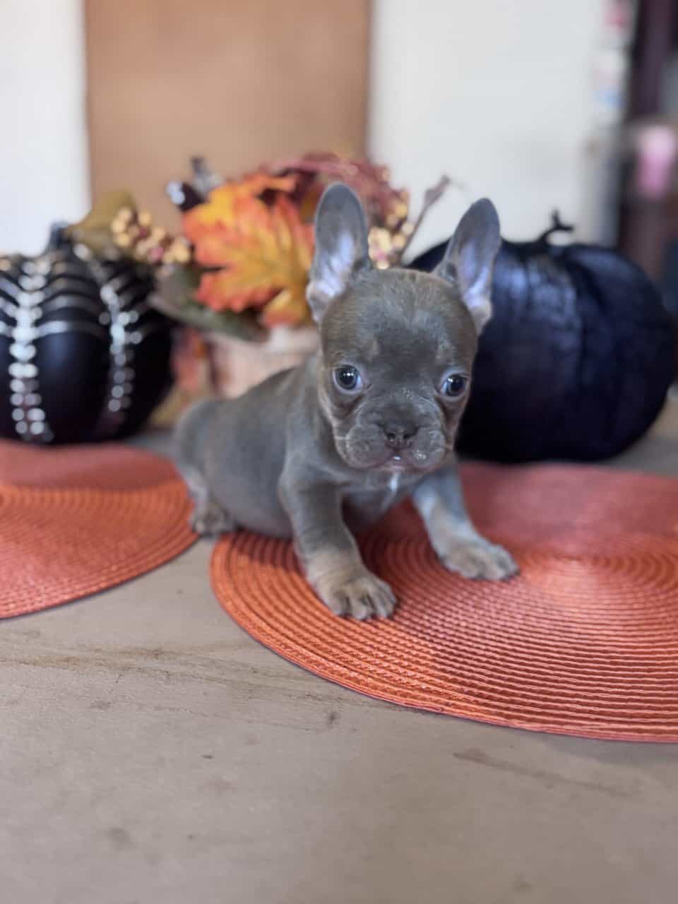 Beautiful colors on these French Bulldog Pups image 2