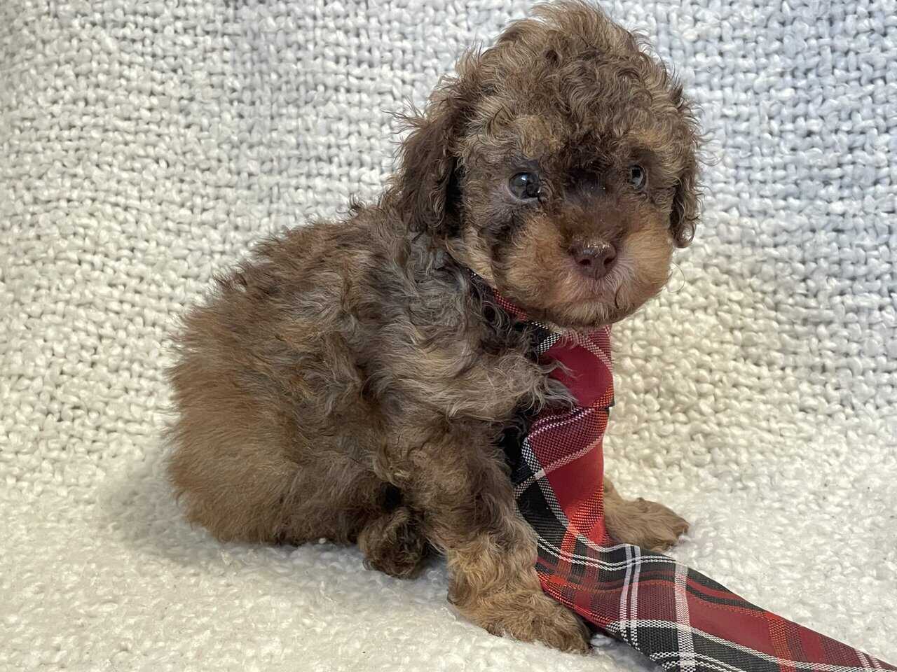 Cavapoo puppies image 5